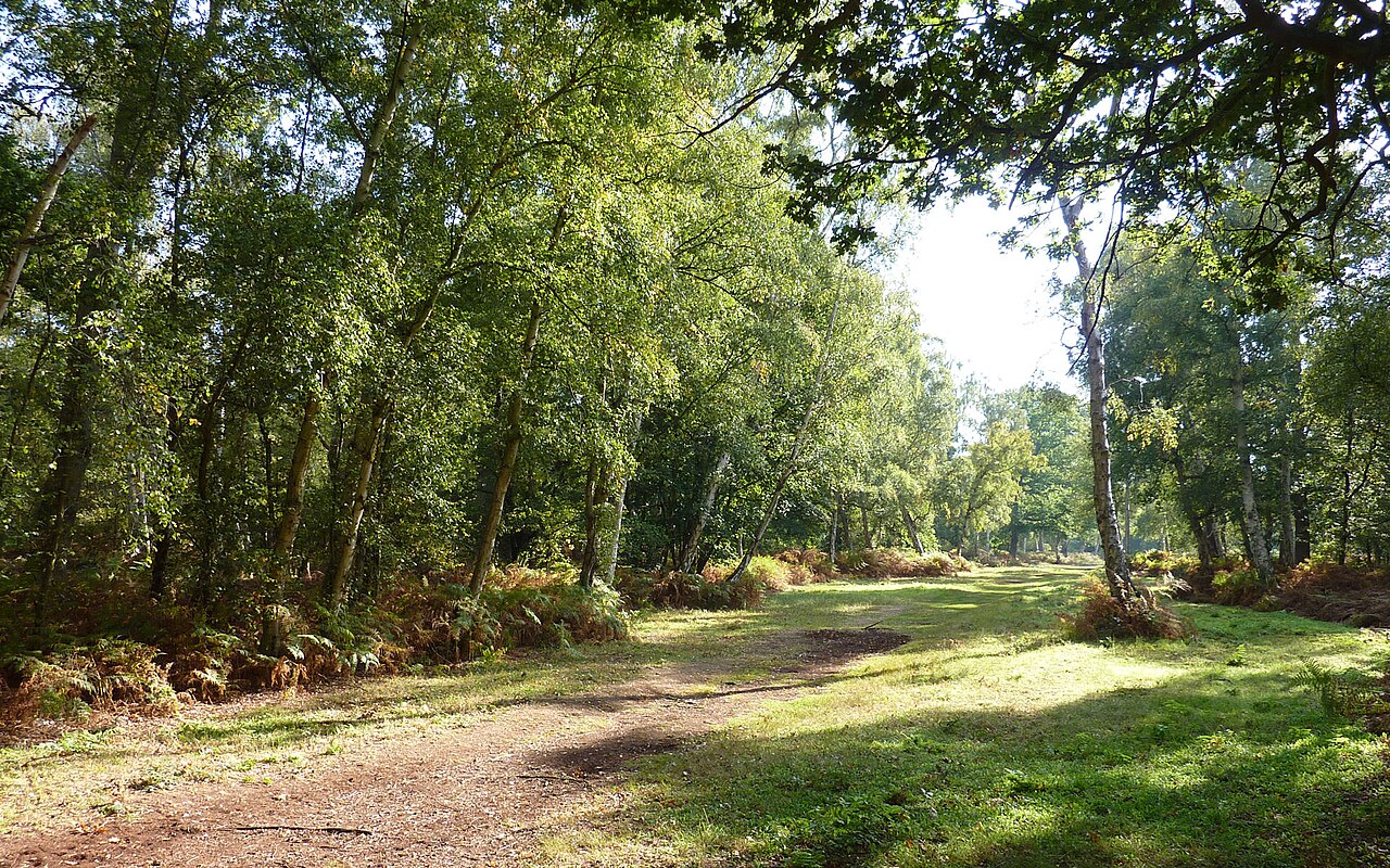 Holme Fen National Nature Reserve