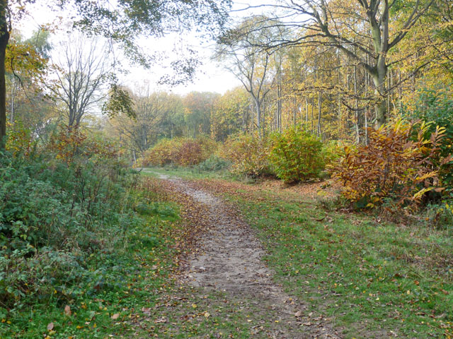 Chalkney Woods