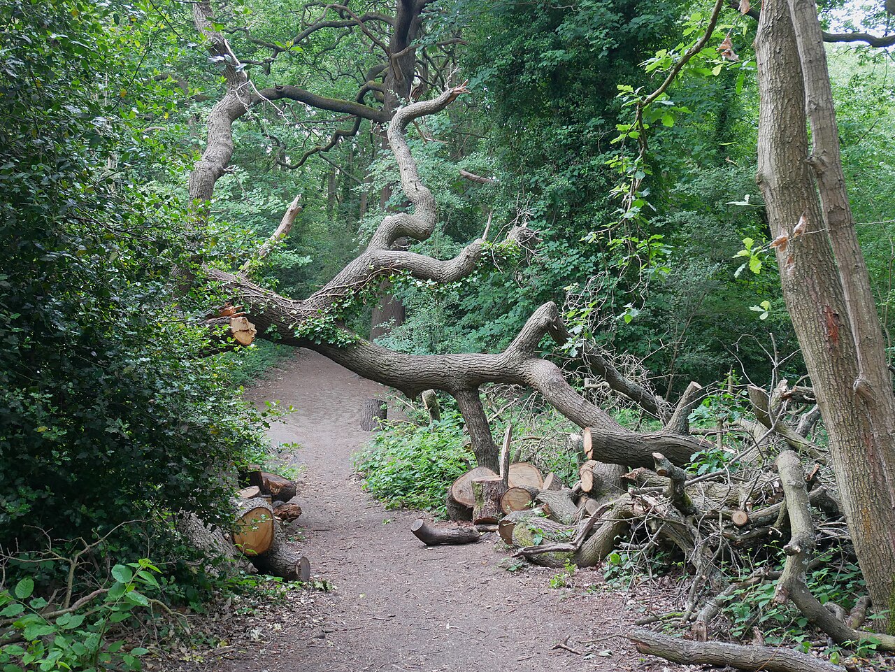 Oxleas Wood