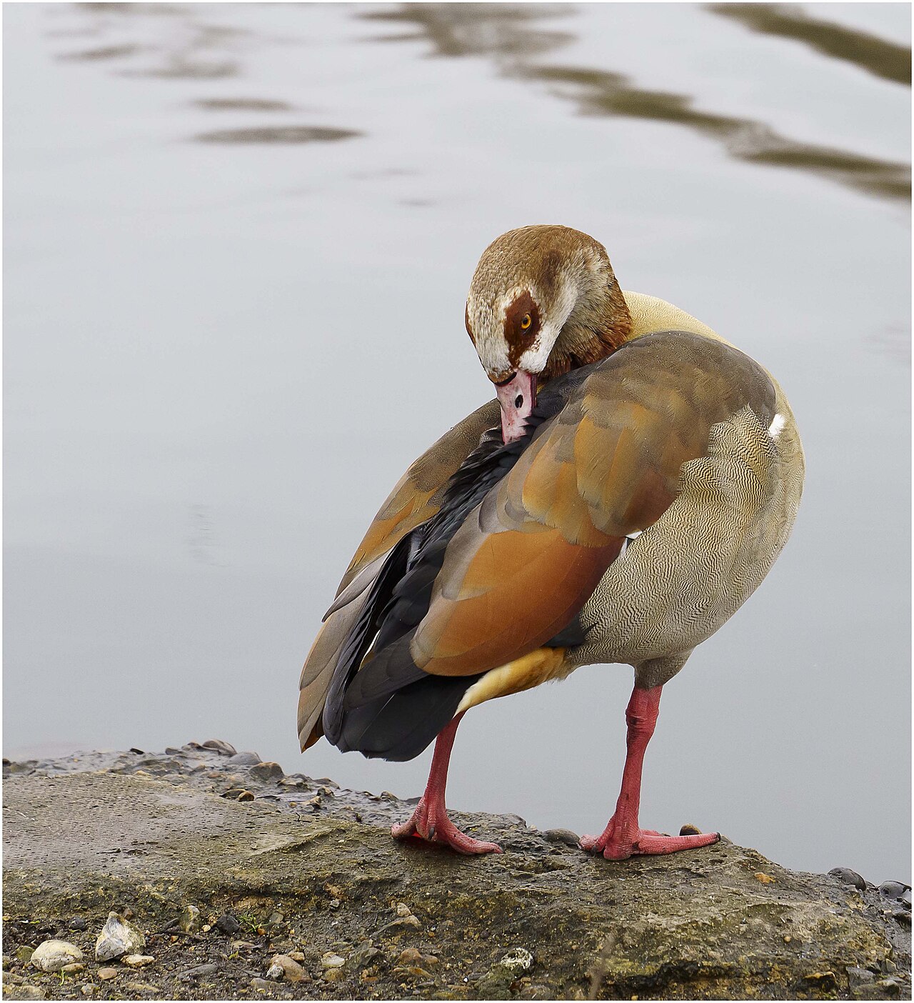 Mayesbrook Park Lakeside Walk (Woodland Trail)