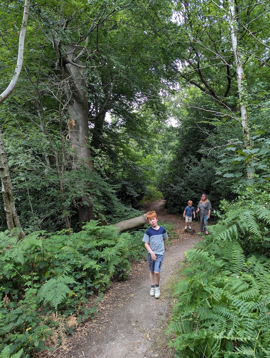 Lion Wood