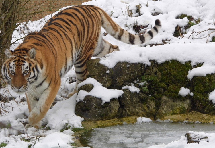 Linton Zoo Conservation Park