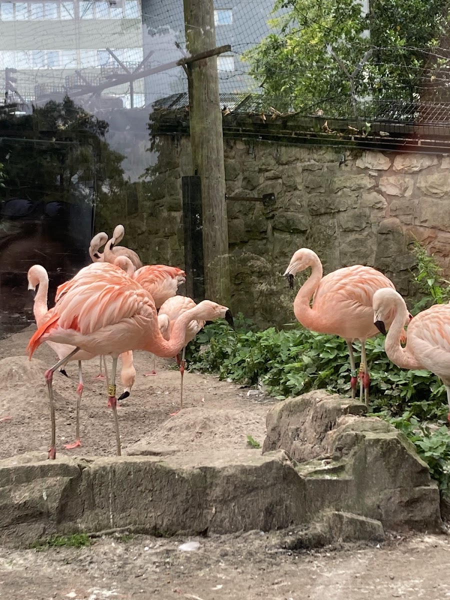 Flamingos
