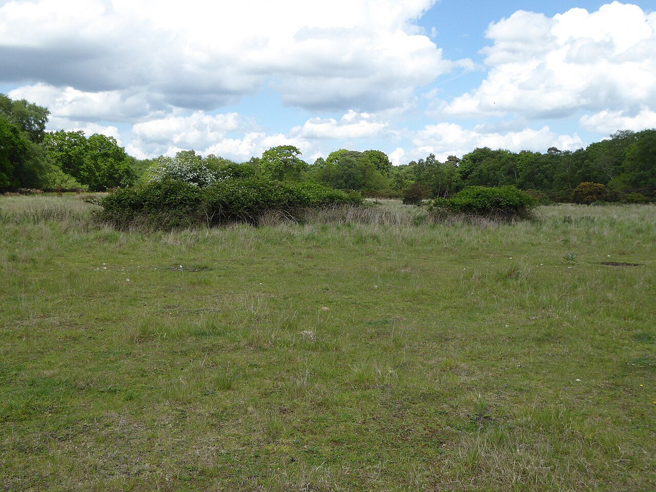 Captain's Wood