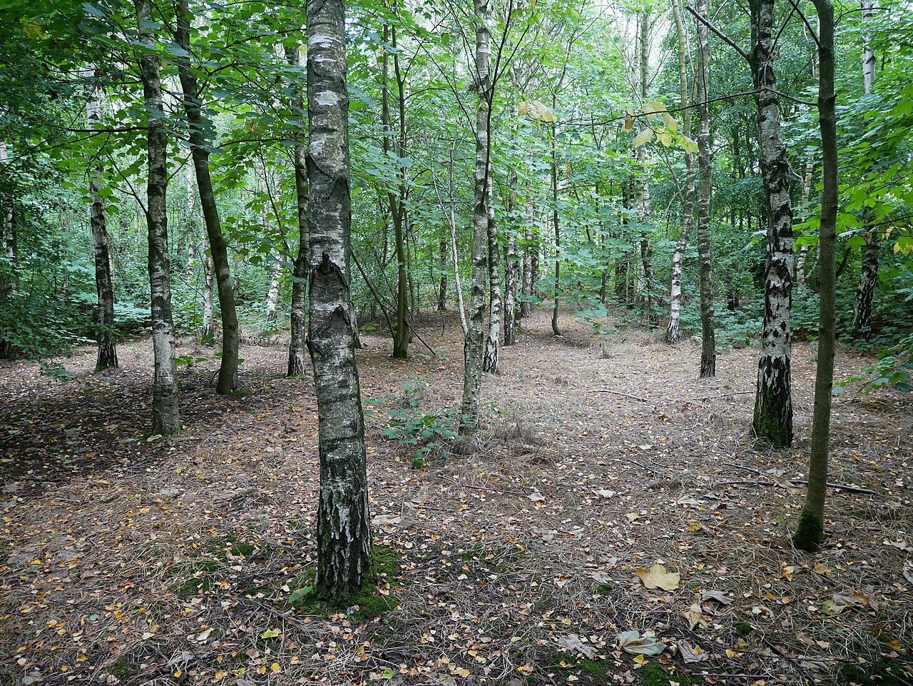 White Horse Wood Country Park