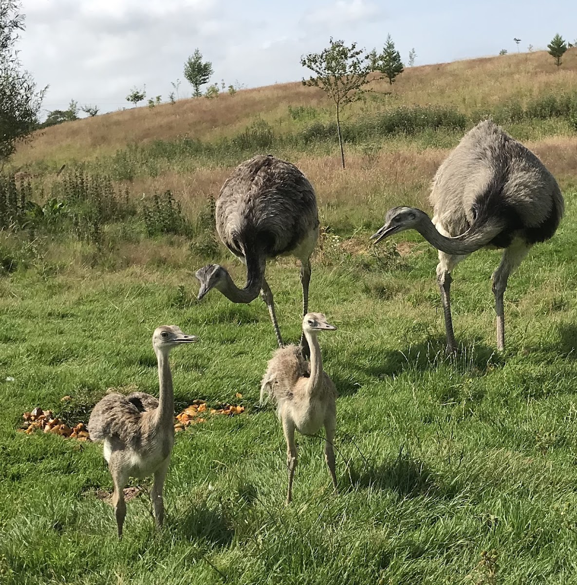 Bird Gardens Scotland CIC