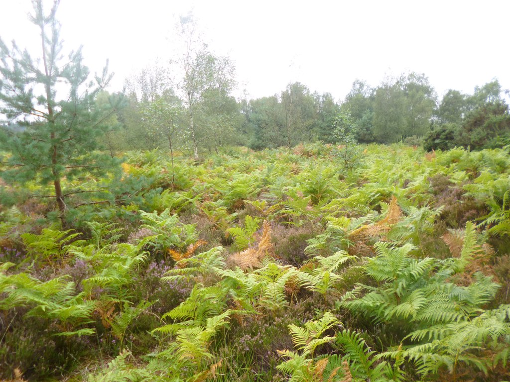 Avon Heath Country Park