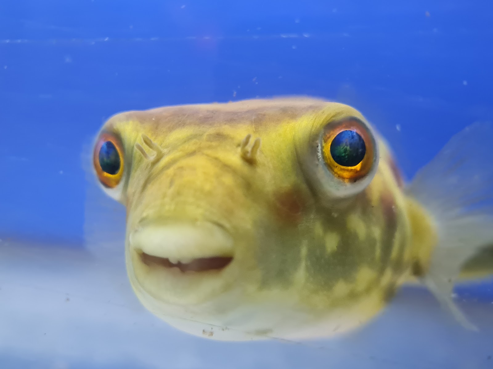 The Aquarium People