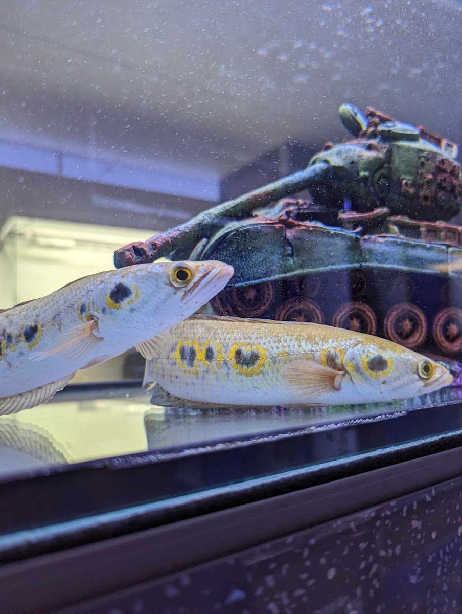 Pemberton Aquatics | Wigan