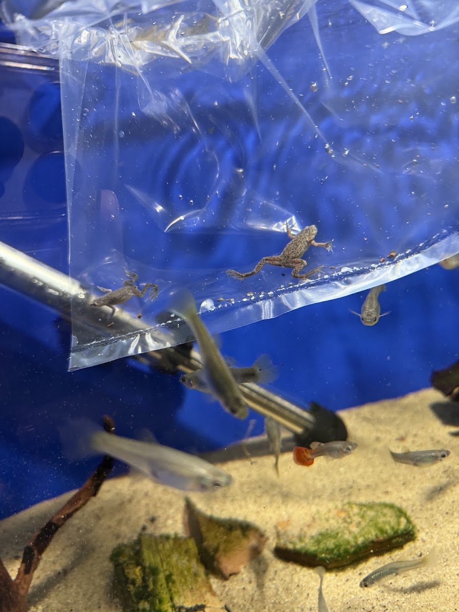 Steve's Aquatic Pet Emporium