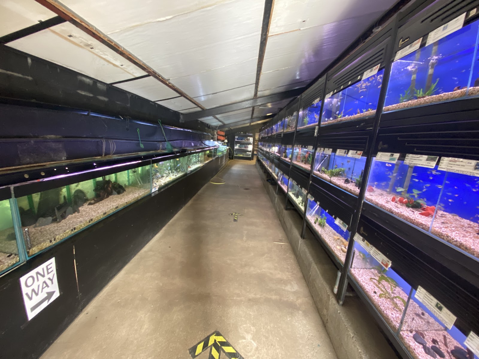 Sweet Knowle Aquatics