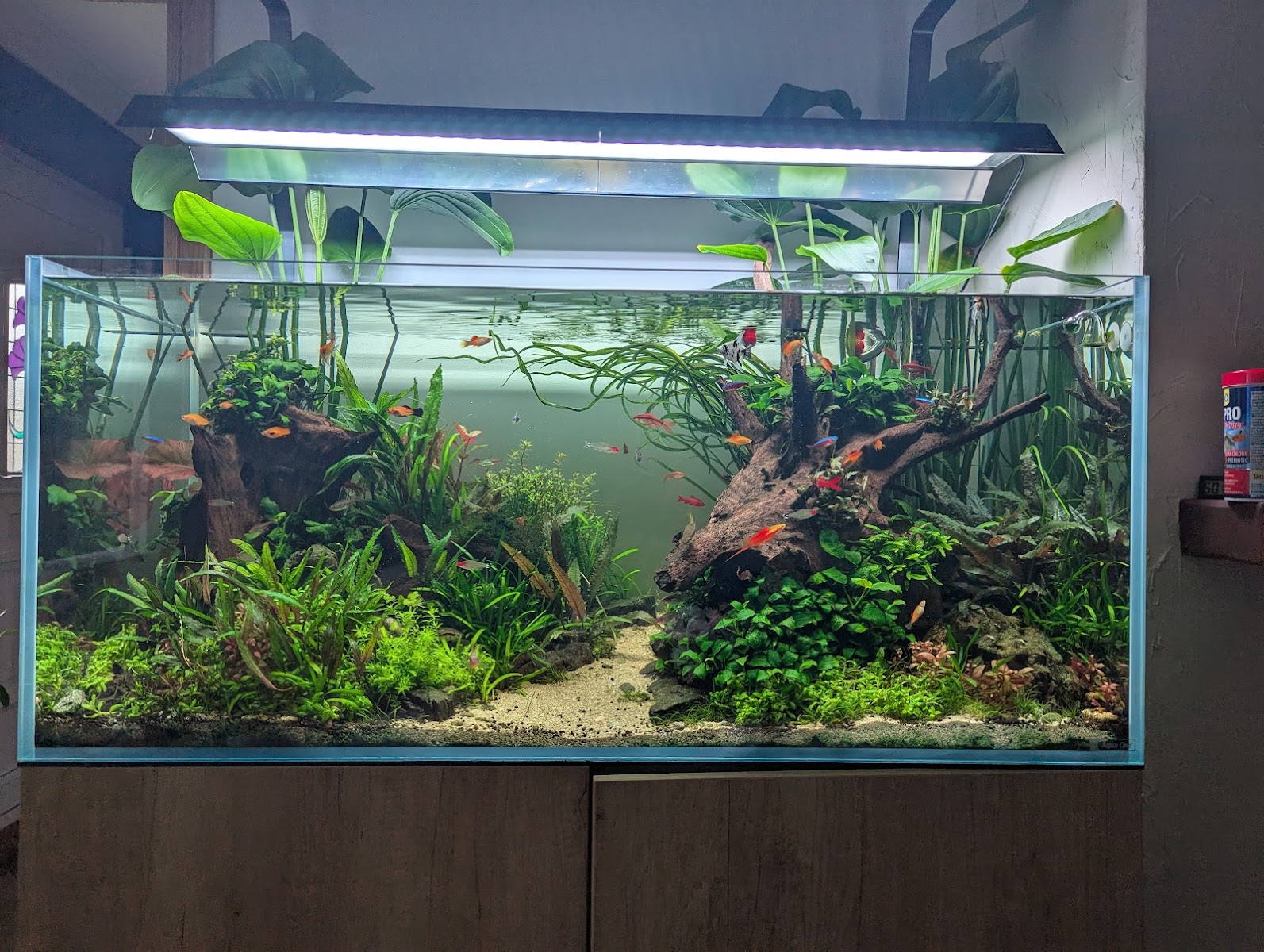 Ed's Aquarium Design - Bespoke Planted Aquariums Design Services