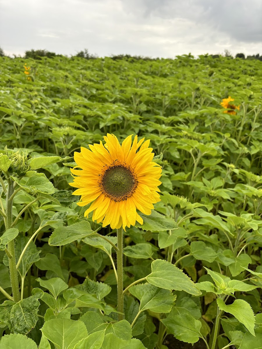 Sandy Bottom Farm