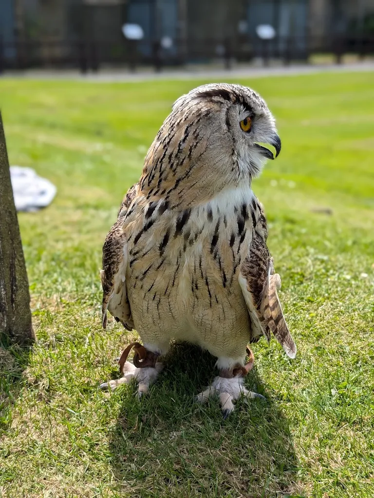 The Falcons of Thorp Perrow
