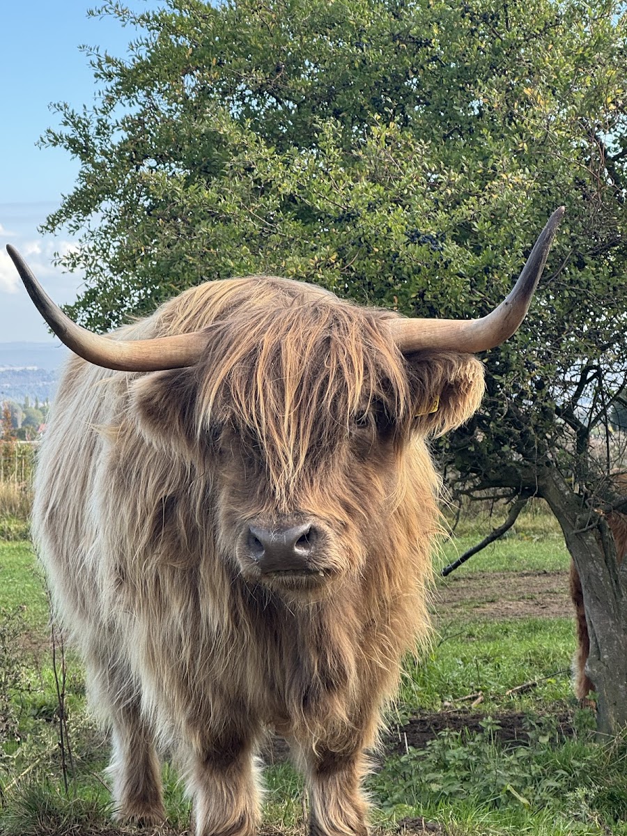Highland Cow Experiences