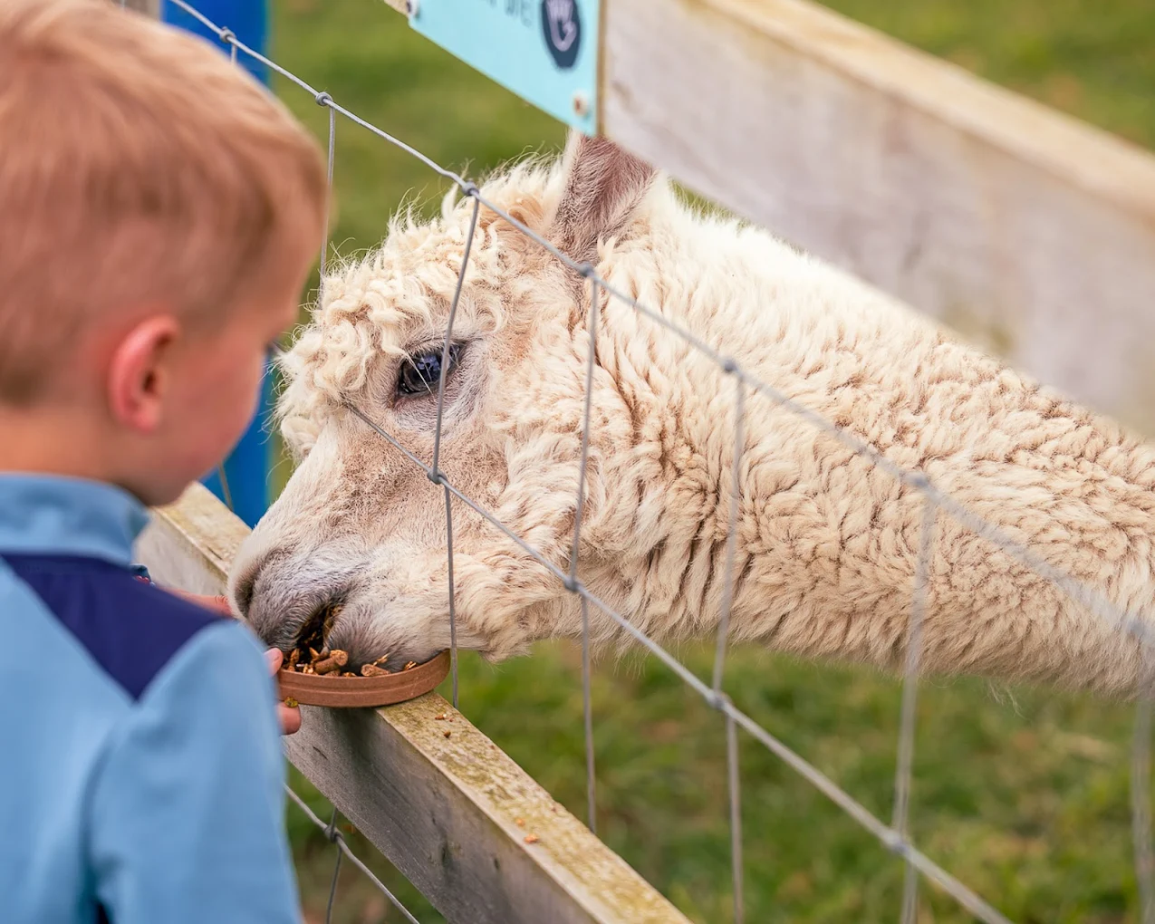 Manorafon Farm Park