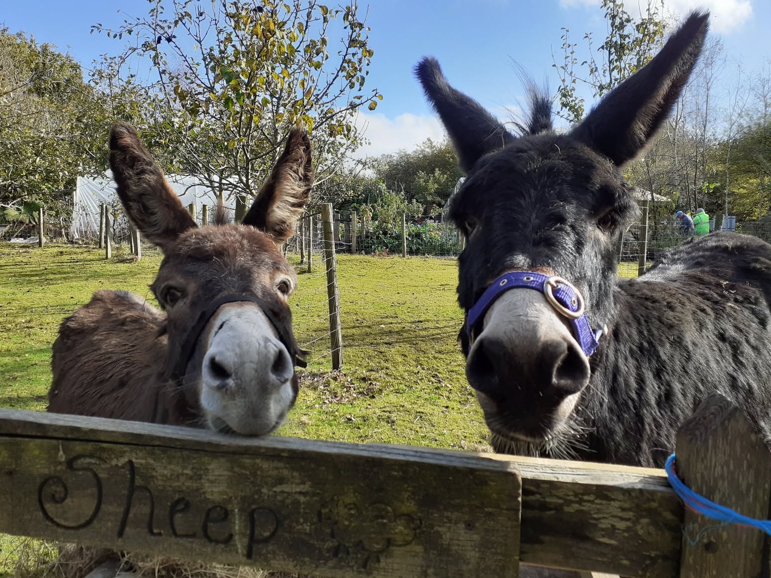Swansea Community Farm