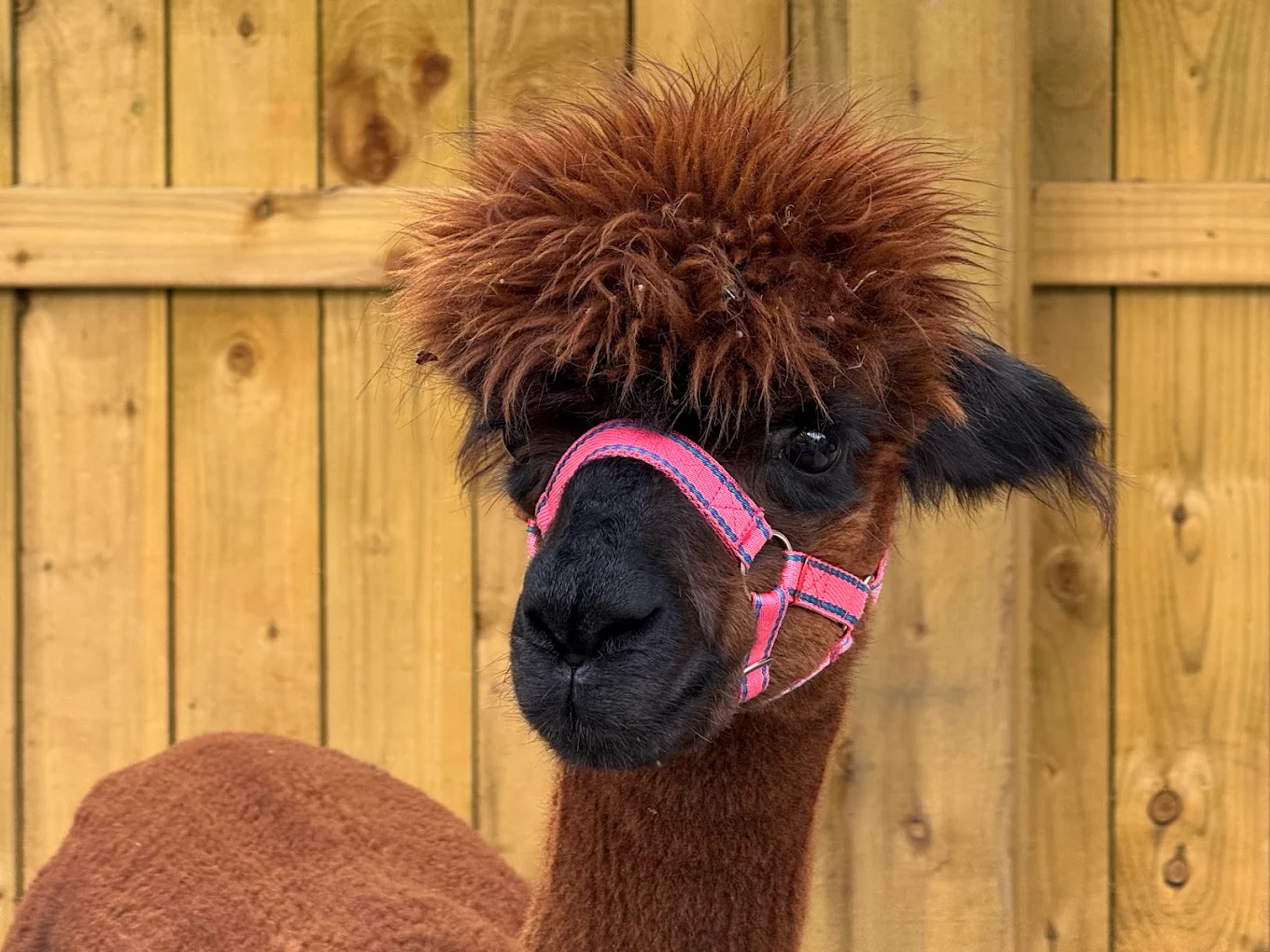 Loch Ness Alpacas