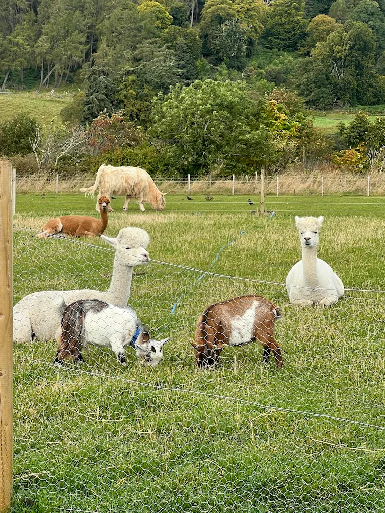 Farm Ness