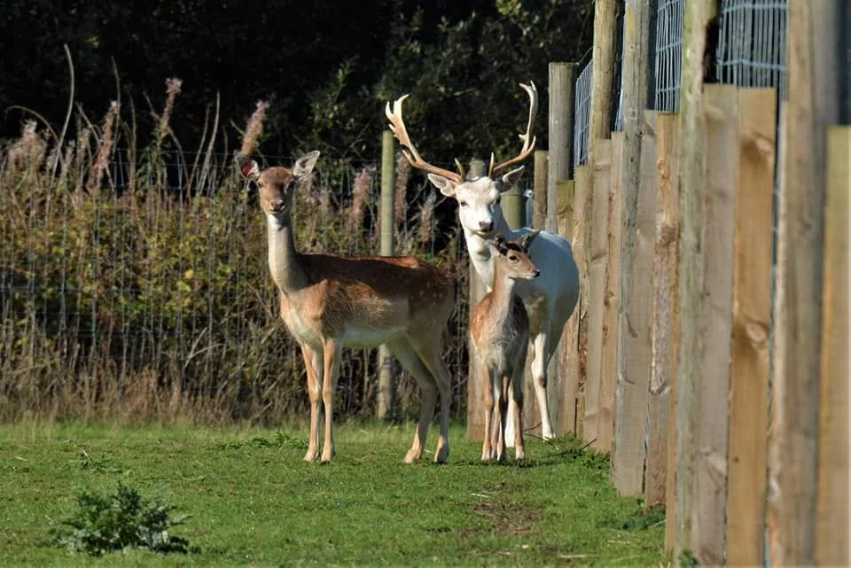Hillview Animal Park