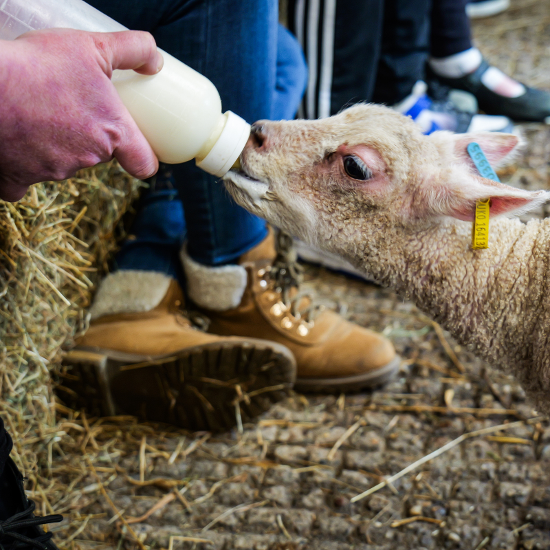 Bluebell Dairy Ice Cream Farm