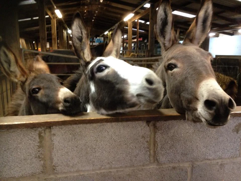 Smithills Open Farm