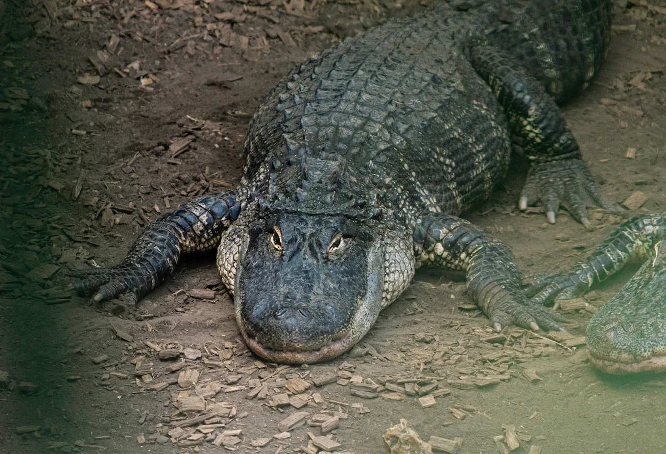 Johnsons Zoo