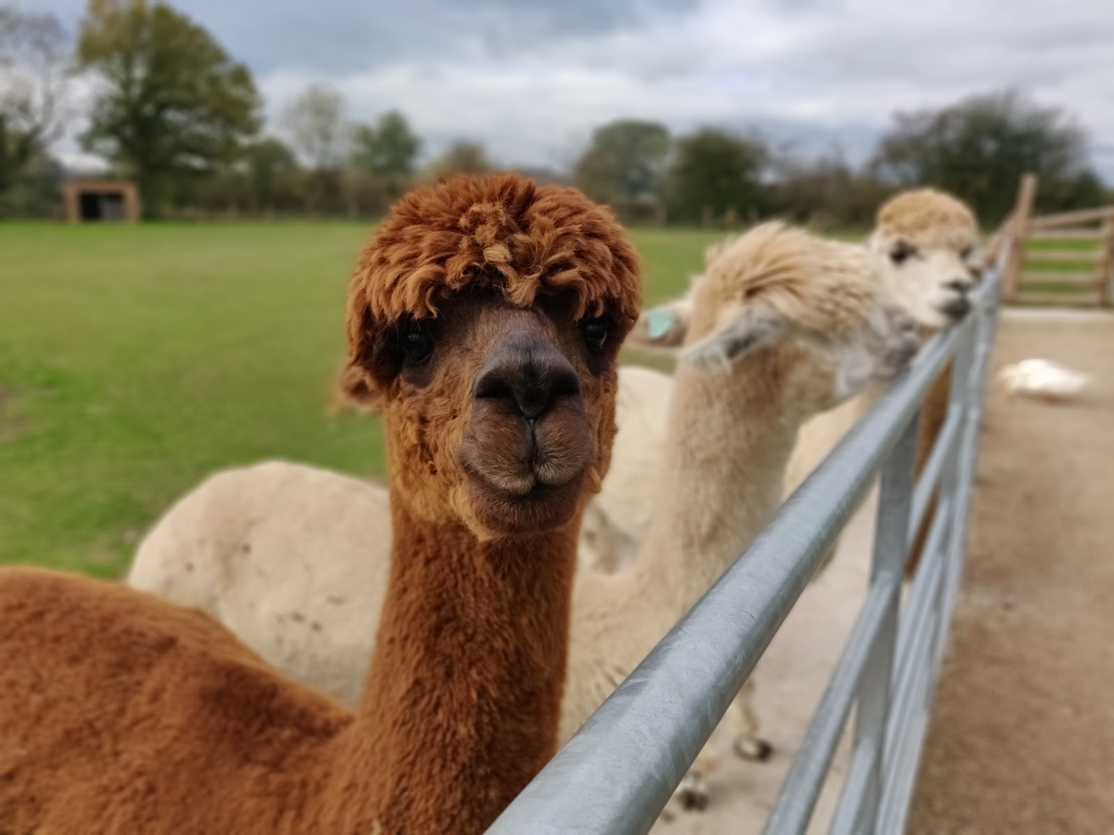 Church Farm Tea Rooms & Childrens Farm