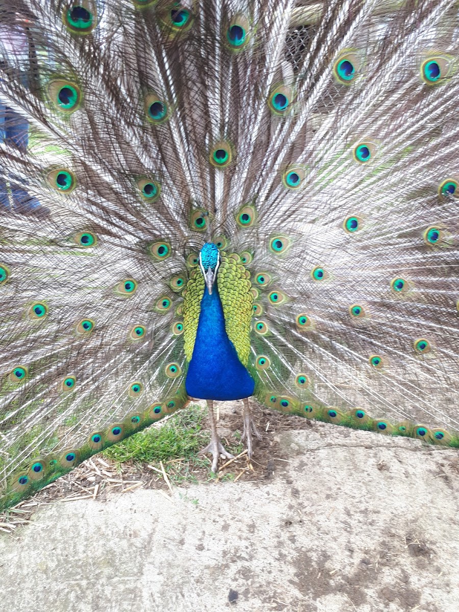 Waterfowl Sanctuary & Childrens Farm