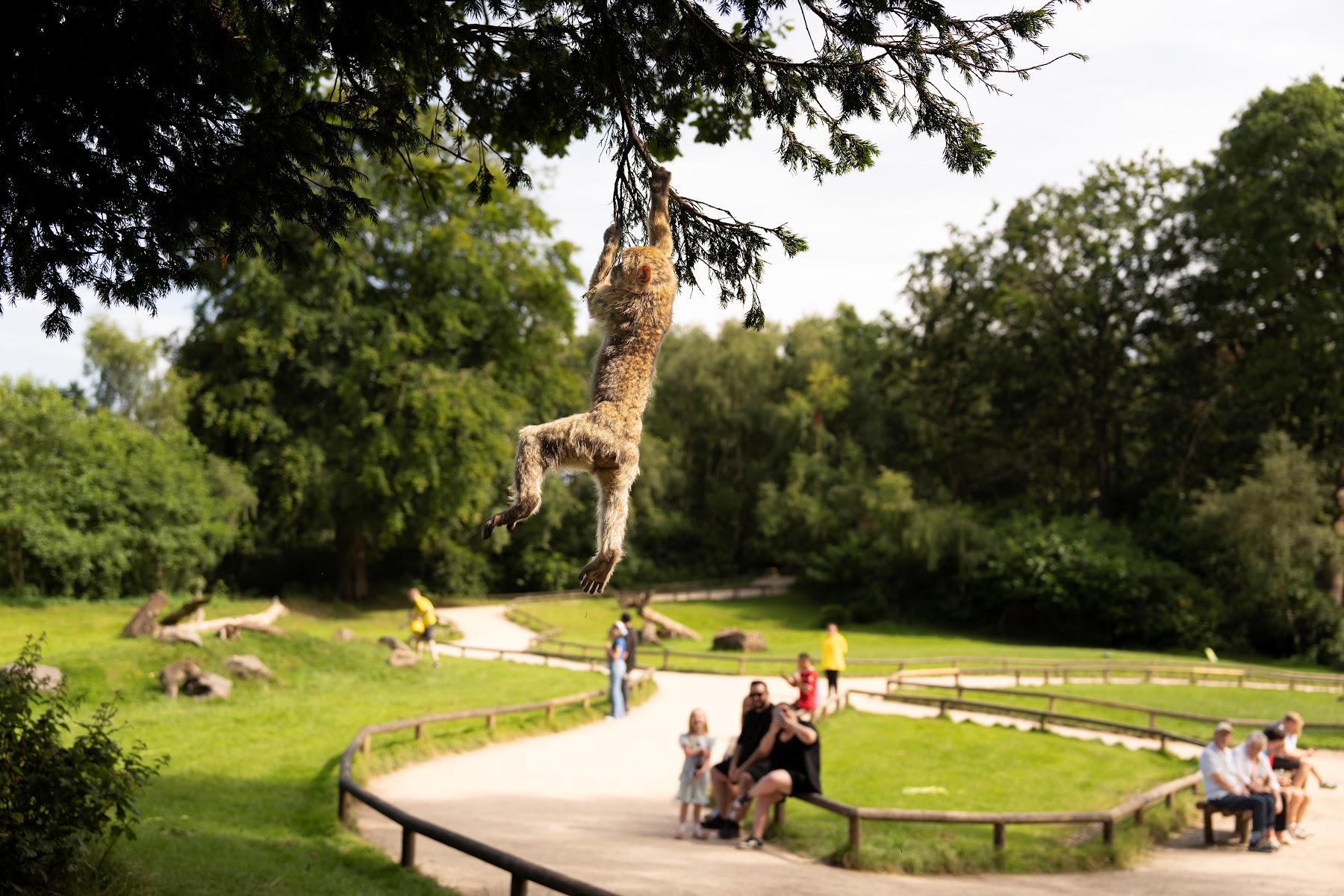 Trentham Monkey Forest