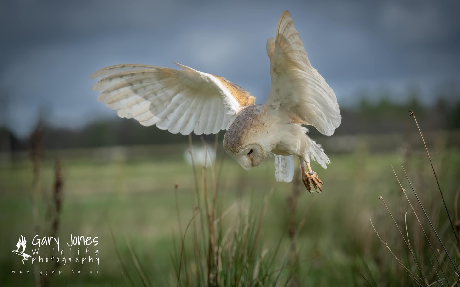 Gauntlet Birds of Prey - Eagle & Vulture Park (Knutsford)