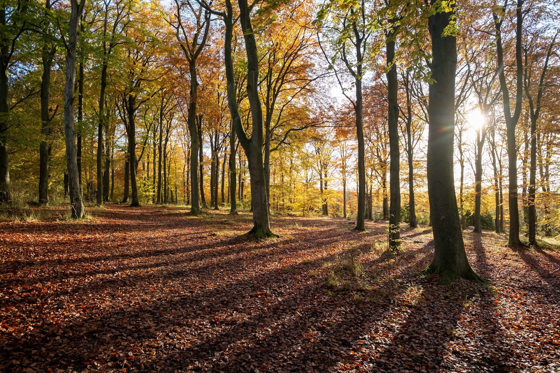 Wildlife Trust BCN Beechwoods Nature Reserve
