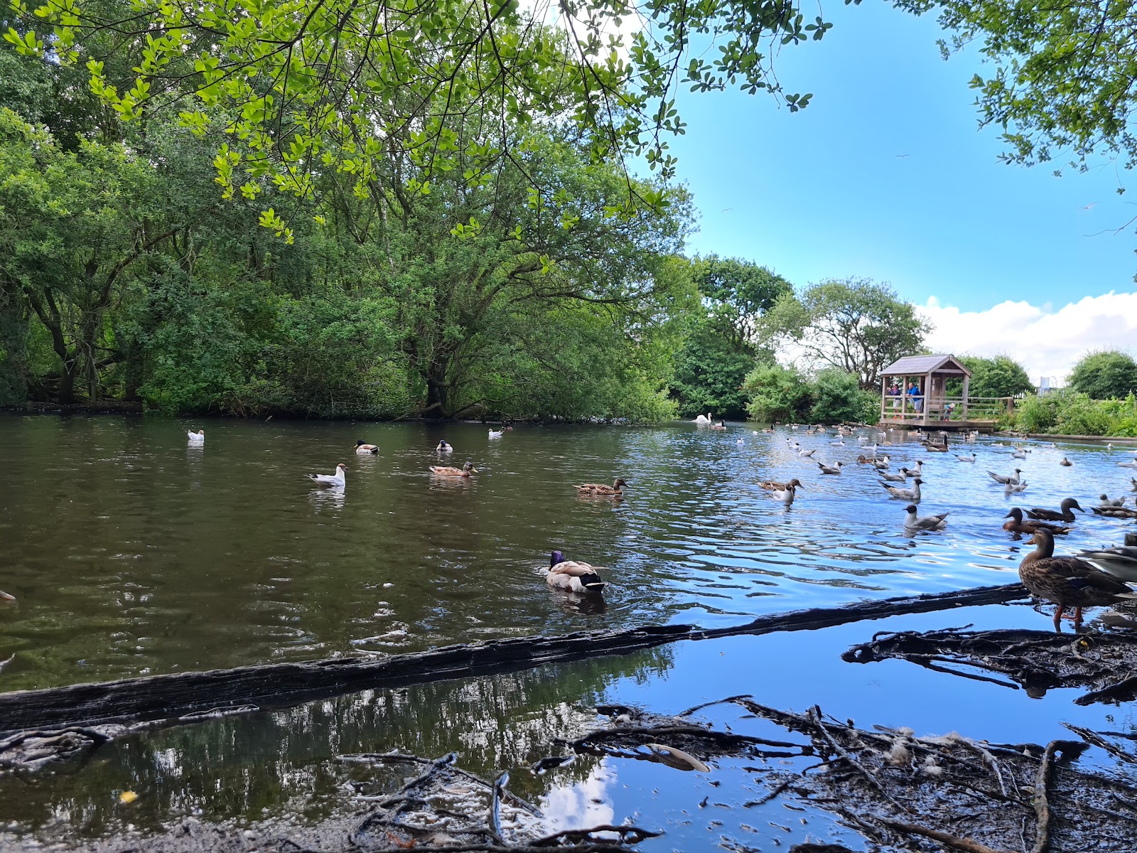 Sophie’s Pond