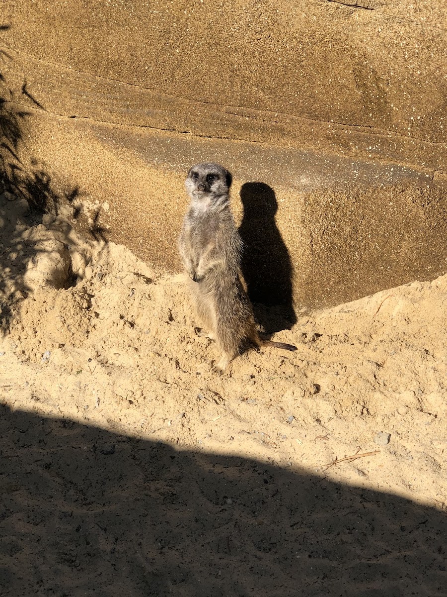 Pettitts Animal Adventure Park