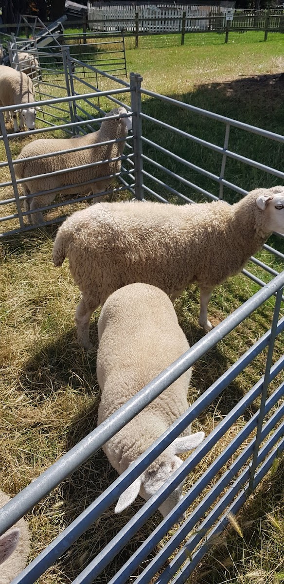 Langleybury Children's Farm