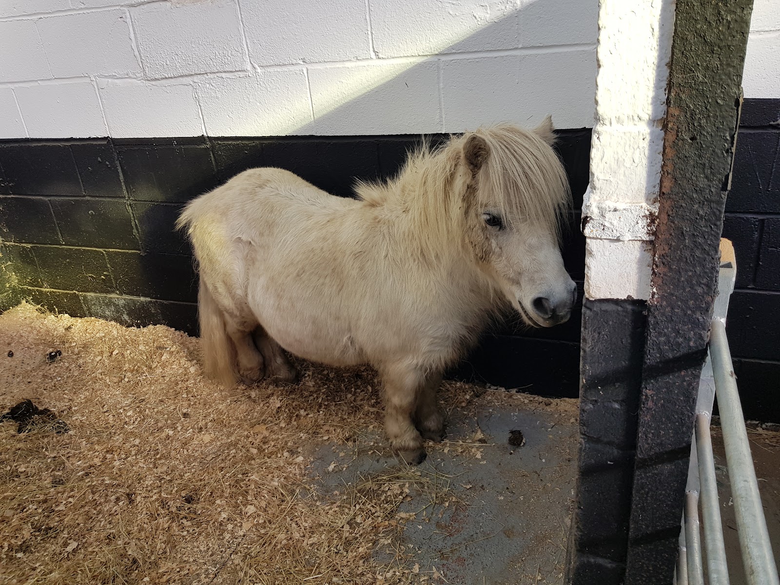 Happy Hooves Burnopfield