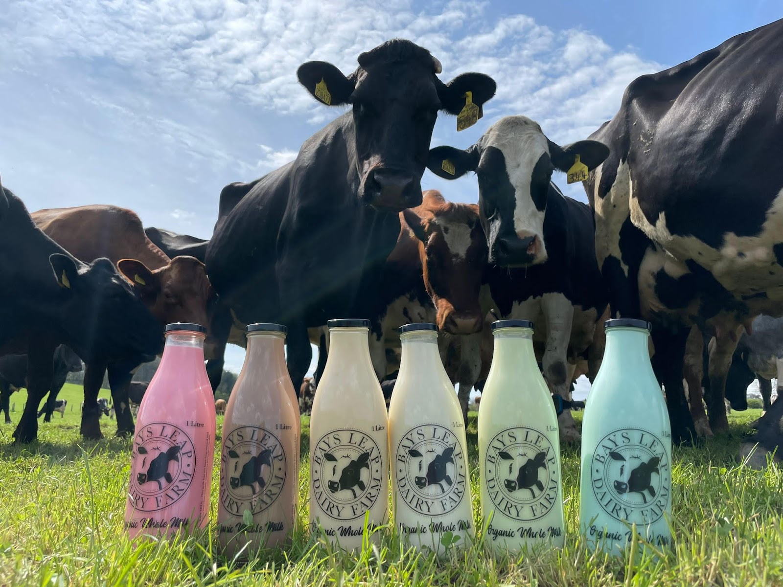 Bays Leap Dairy Farm