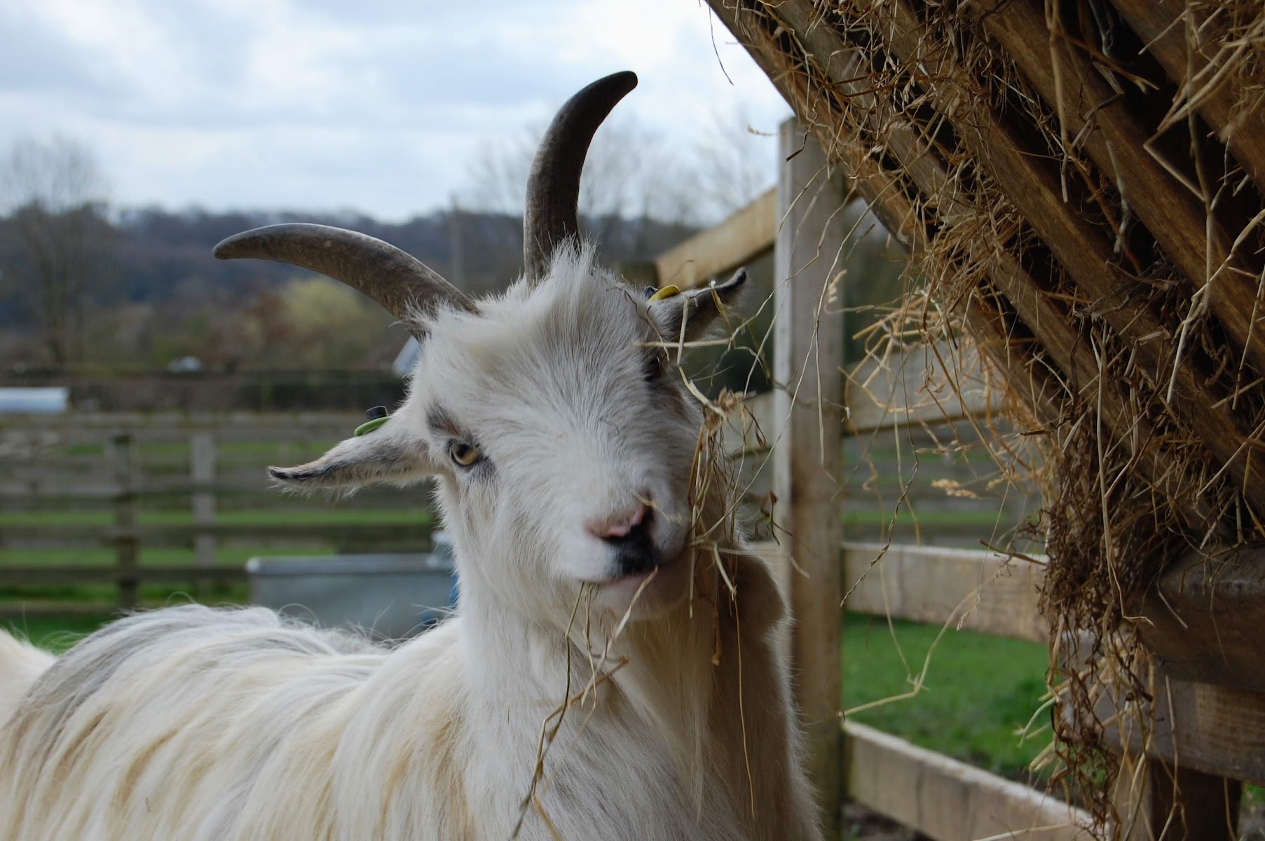 Wigfield Farm
