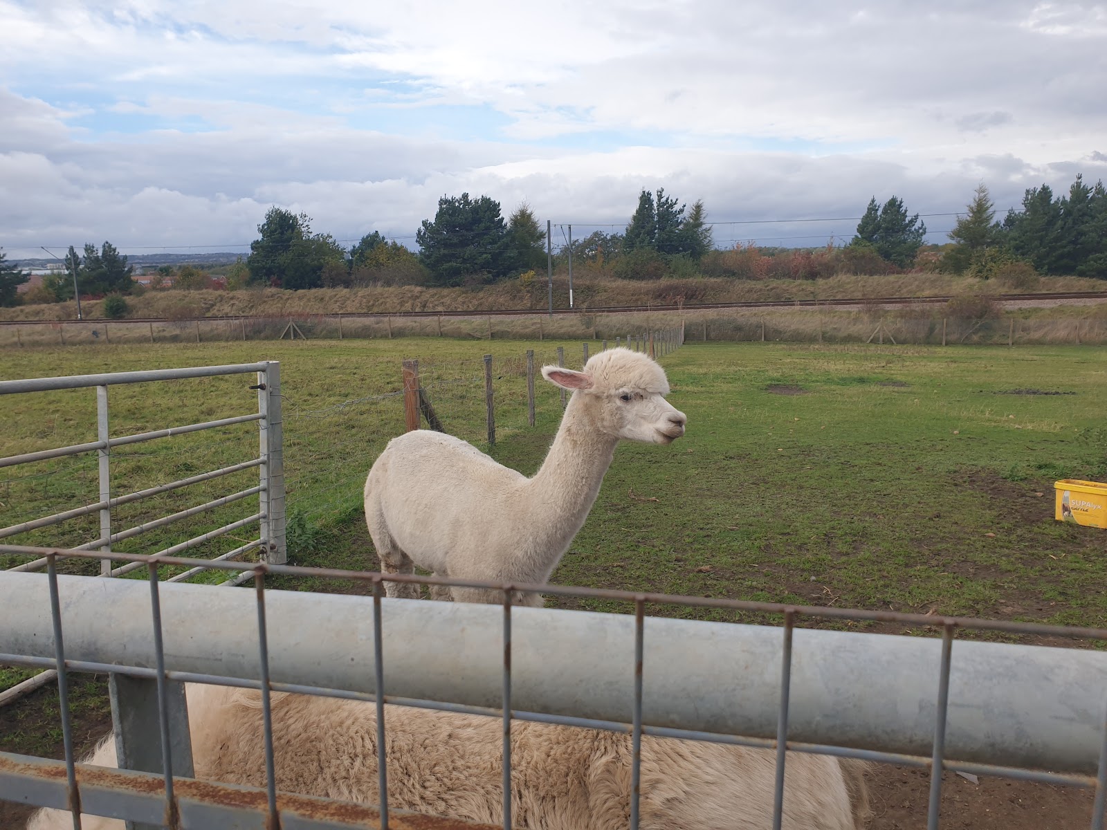 Sunderland Training and Education Farm