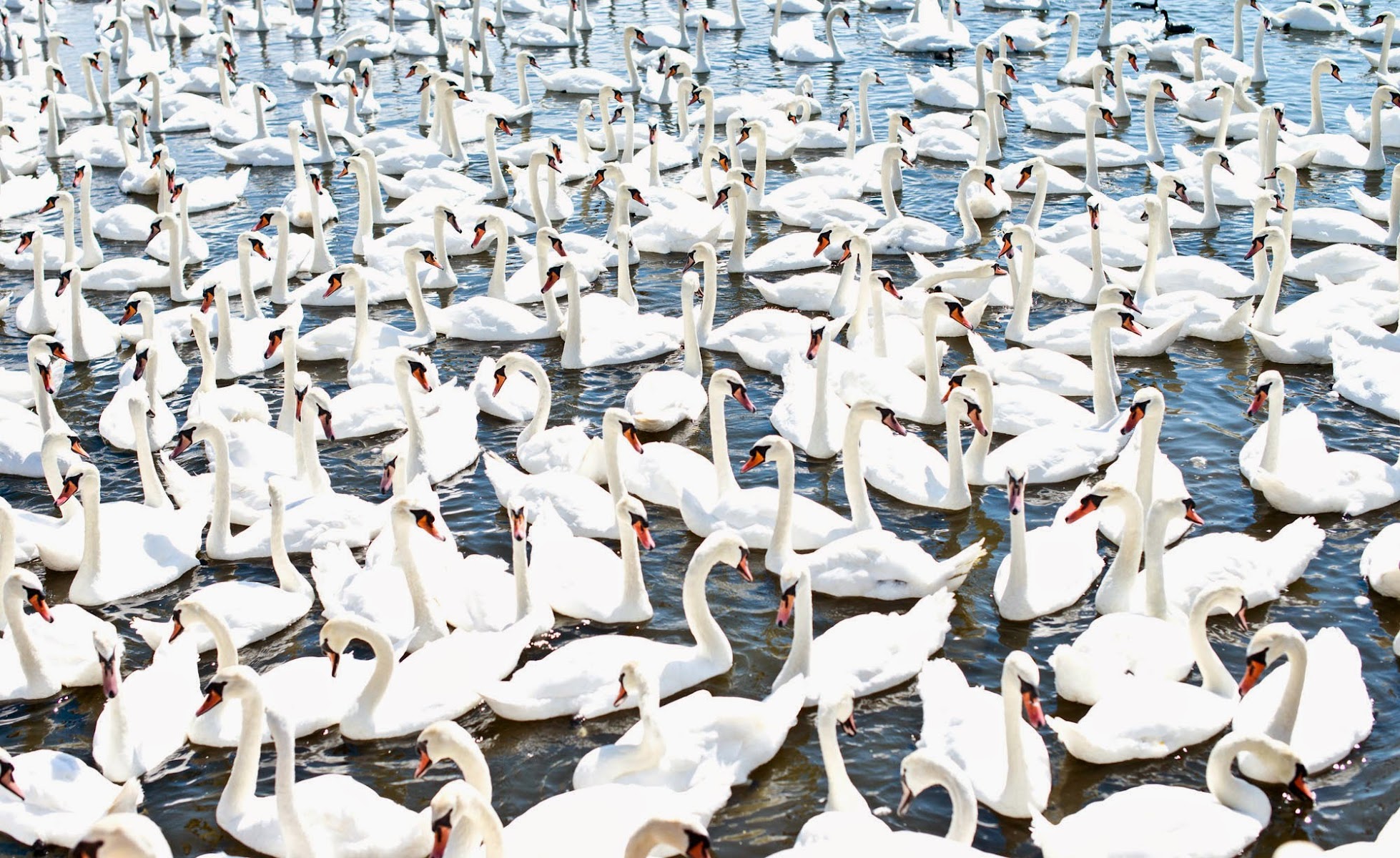Abbotsbury Swannery