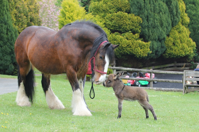 Miniature Pony Centre