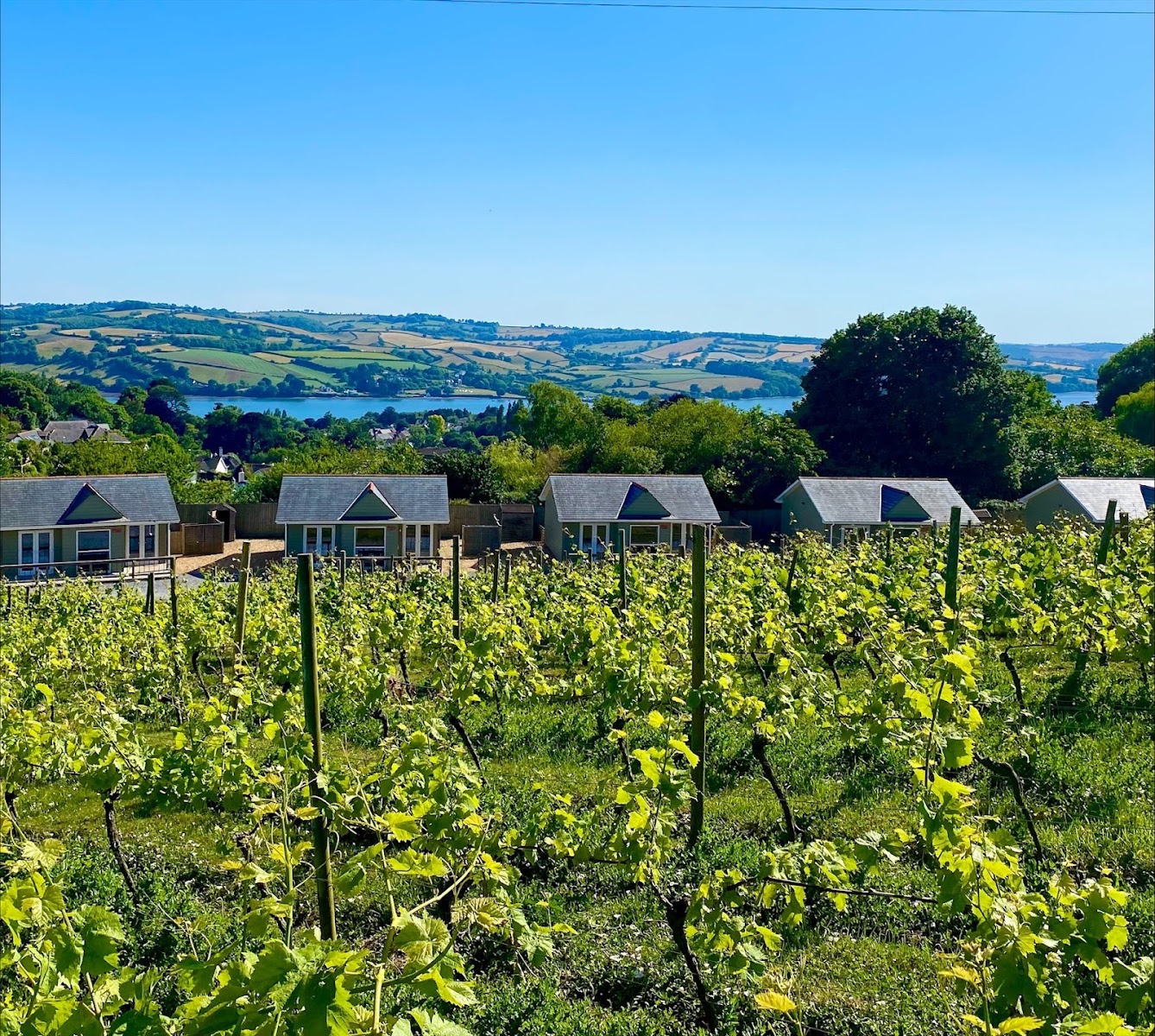 Old Walls Vineyard
