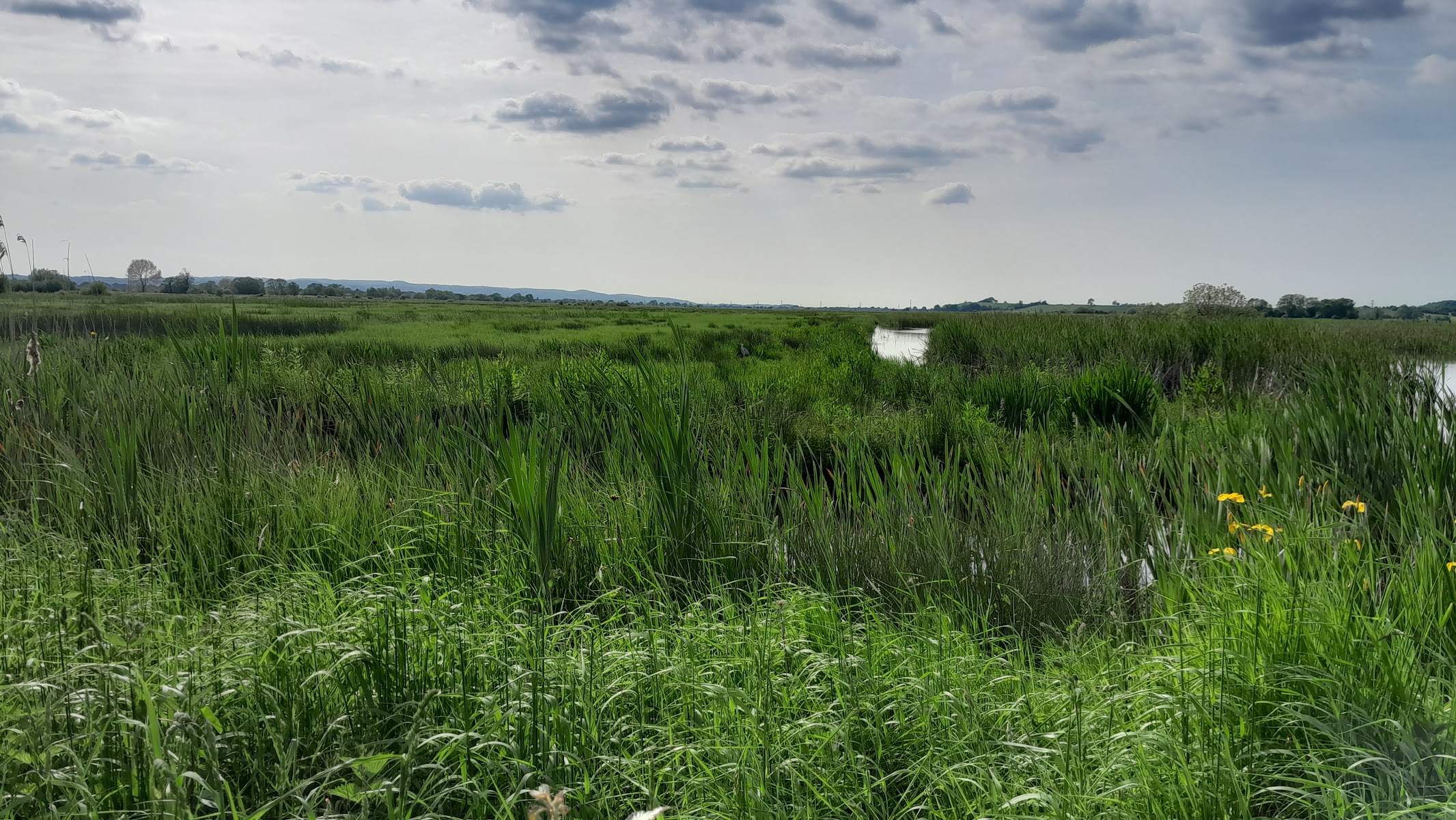 Greylake Nature Reserve