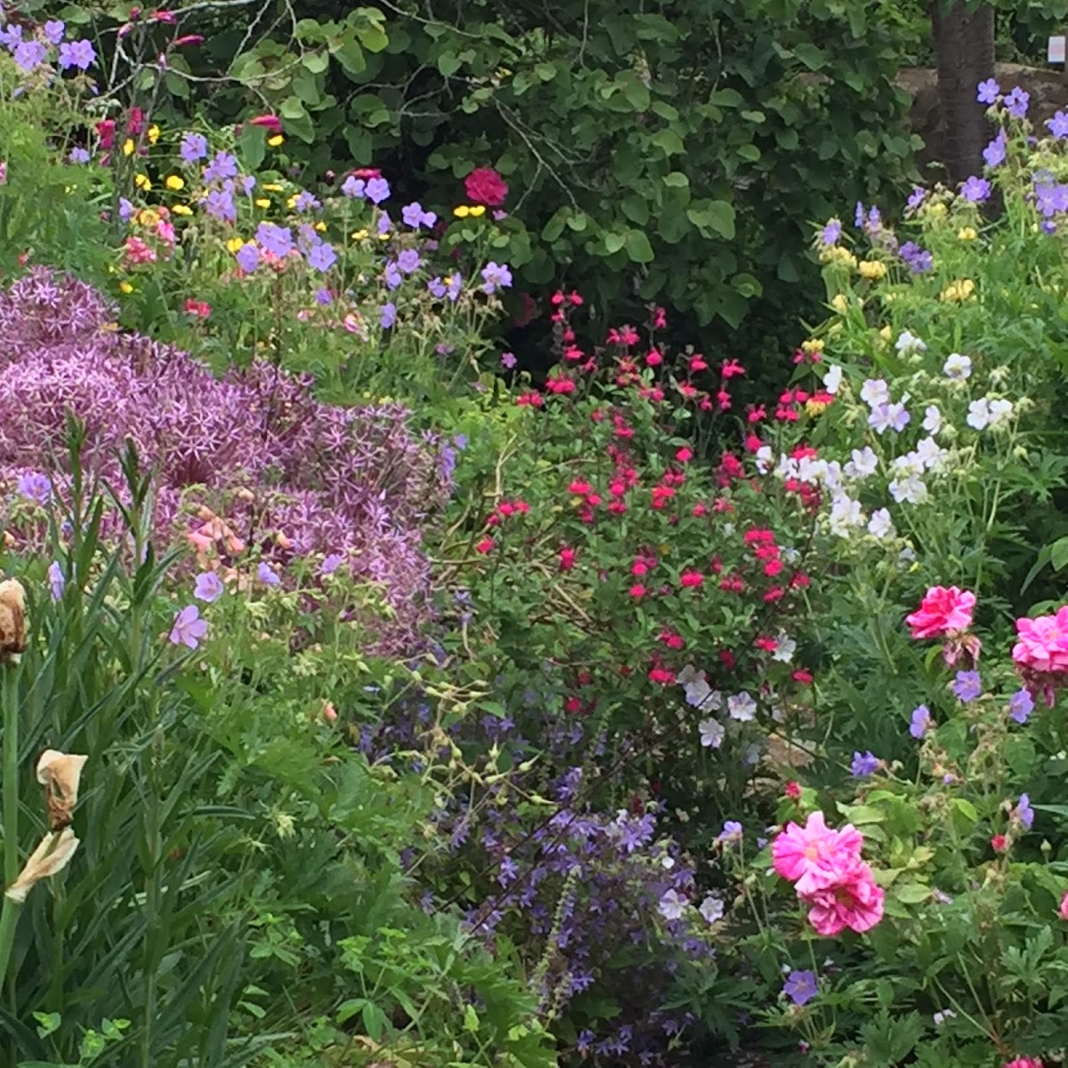 East Lambrook Manor Gardens