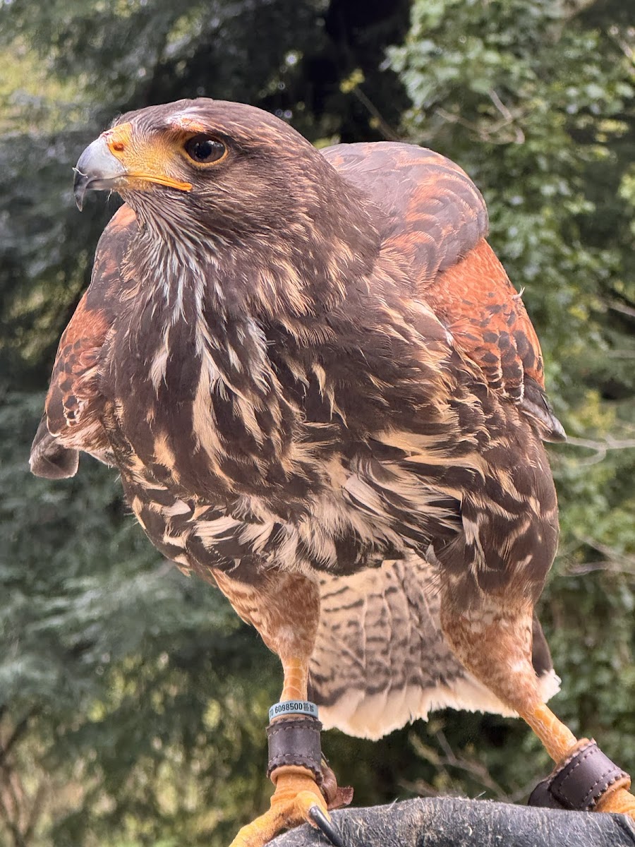 The Falconry Experience