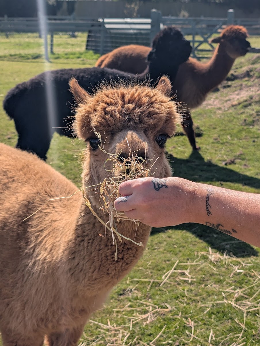 The Children's Adventure Farm Trust