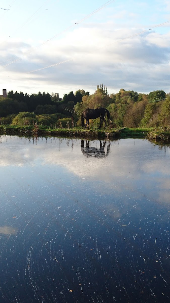Scowcroft Farm