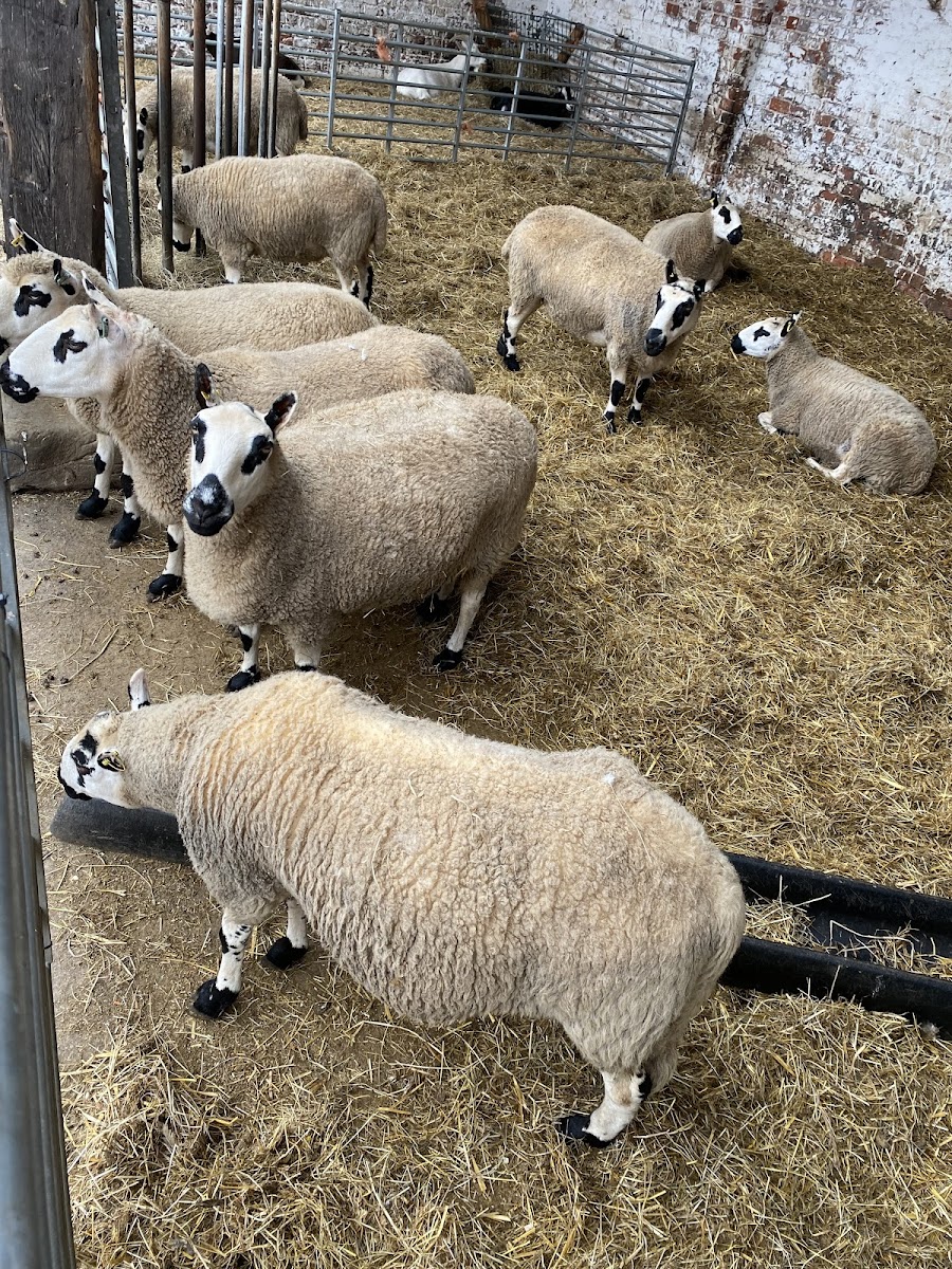 Croxteth Park Farm
