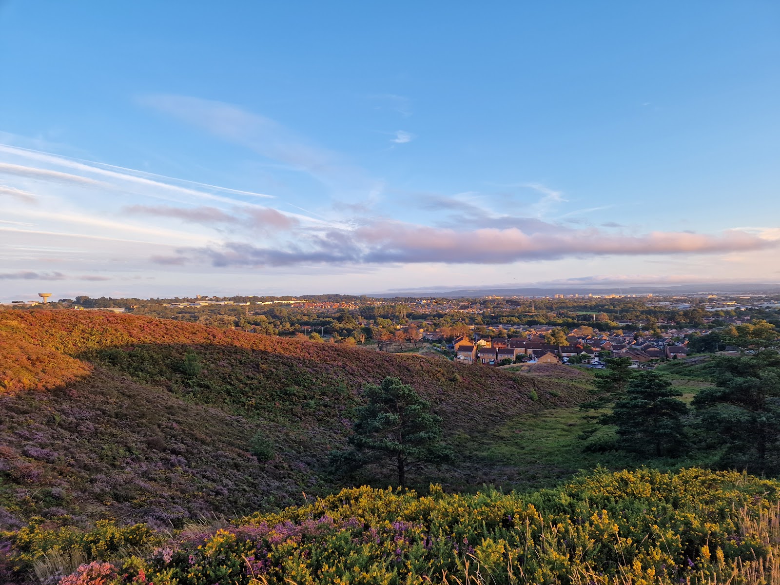 Canford Heath Nature Reserve