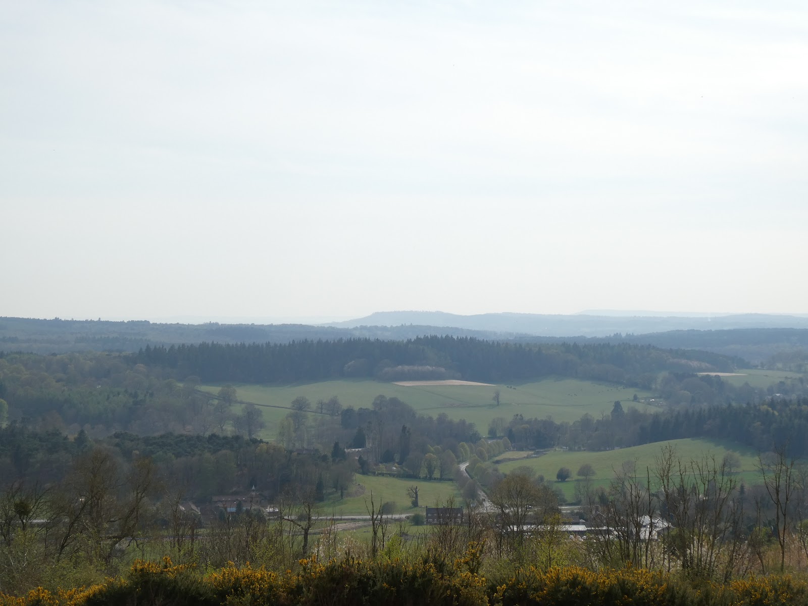 Shere Woodlands